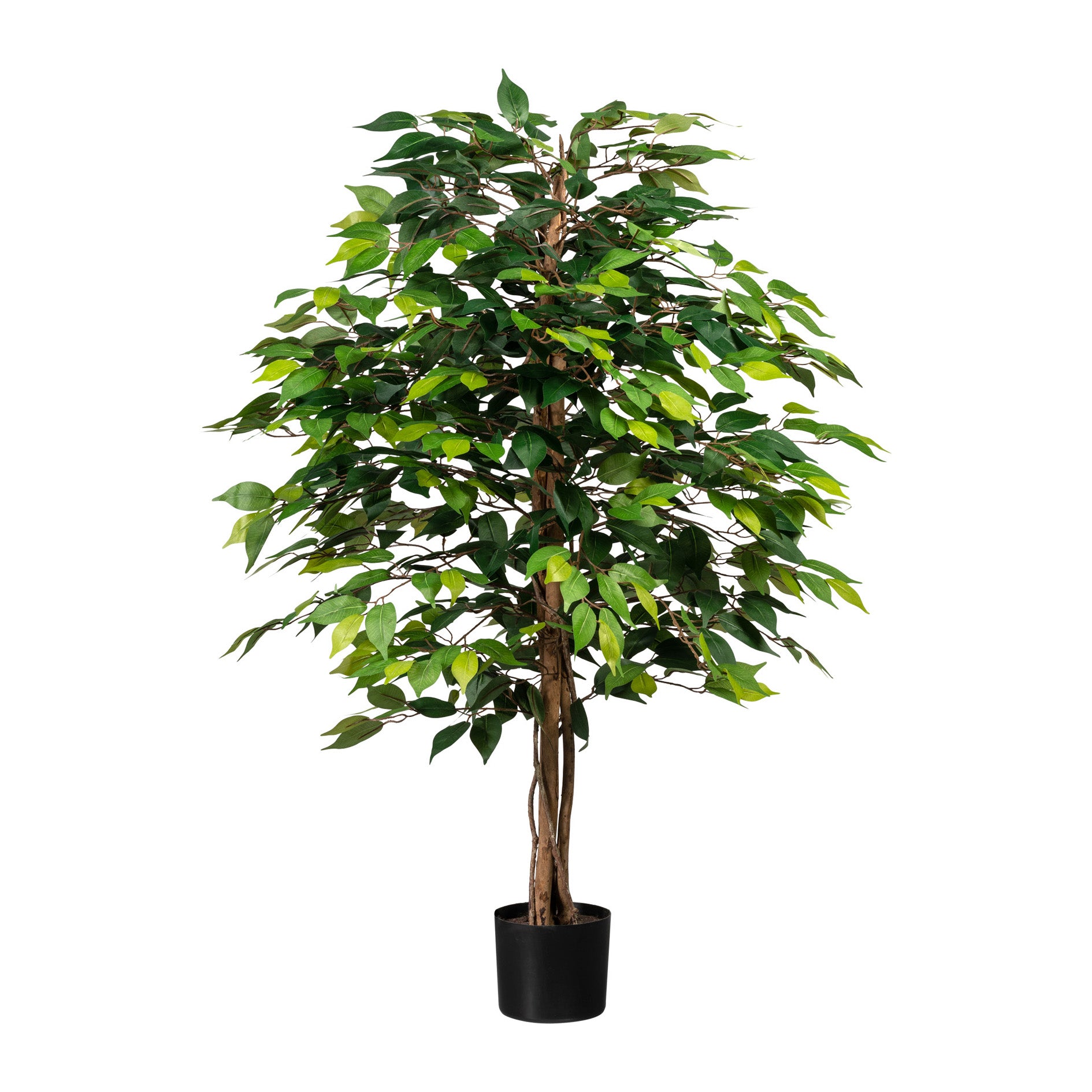 Ficus Benjamini, 120cm, gruen, Naturstamm,1260 Bl., im Topf 15x13cm