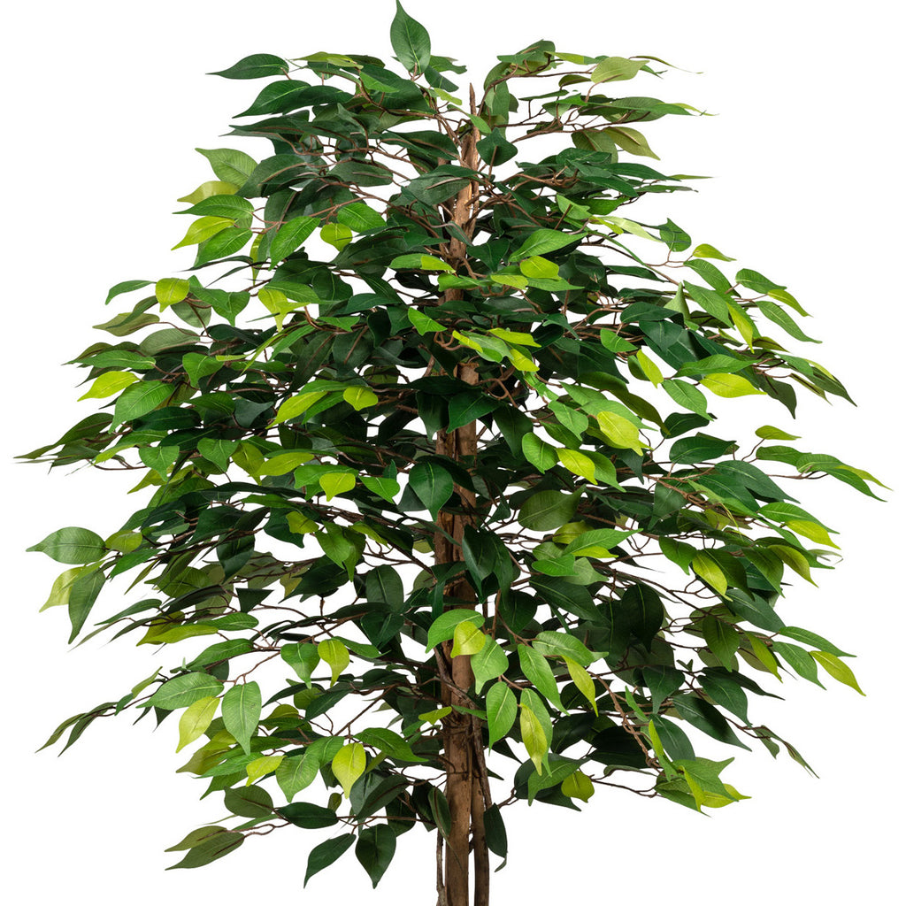 Ficus Benjamini, 120cm, gruen, Naturstamm,1260 Bl., im Topf 15x13cm