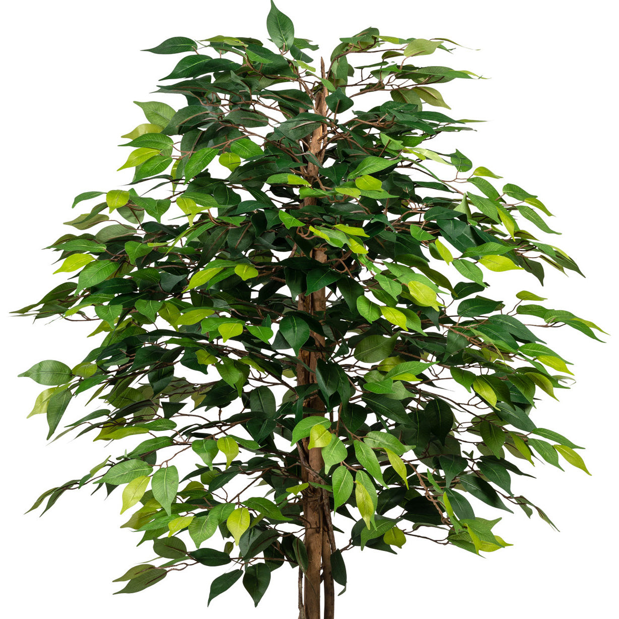 Ficus Benjamini, 120cm, gruen, Naturstamm,1260 Bl., im Topf 15x13cm