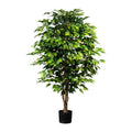 Ficus Benjamini, 150cm, gruen, Naturstamm,1764 Bl., im Topf 15x13cm