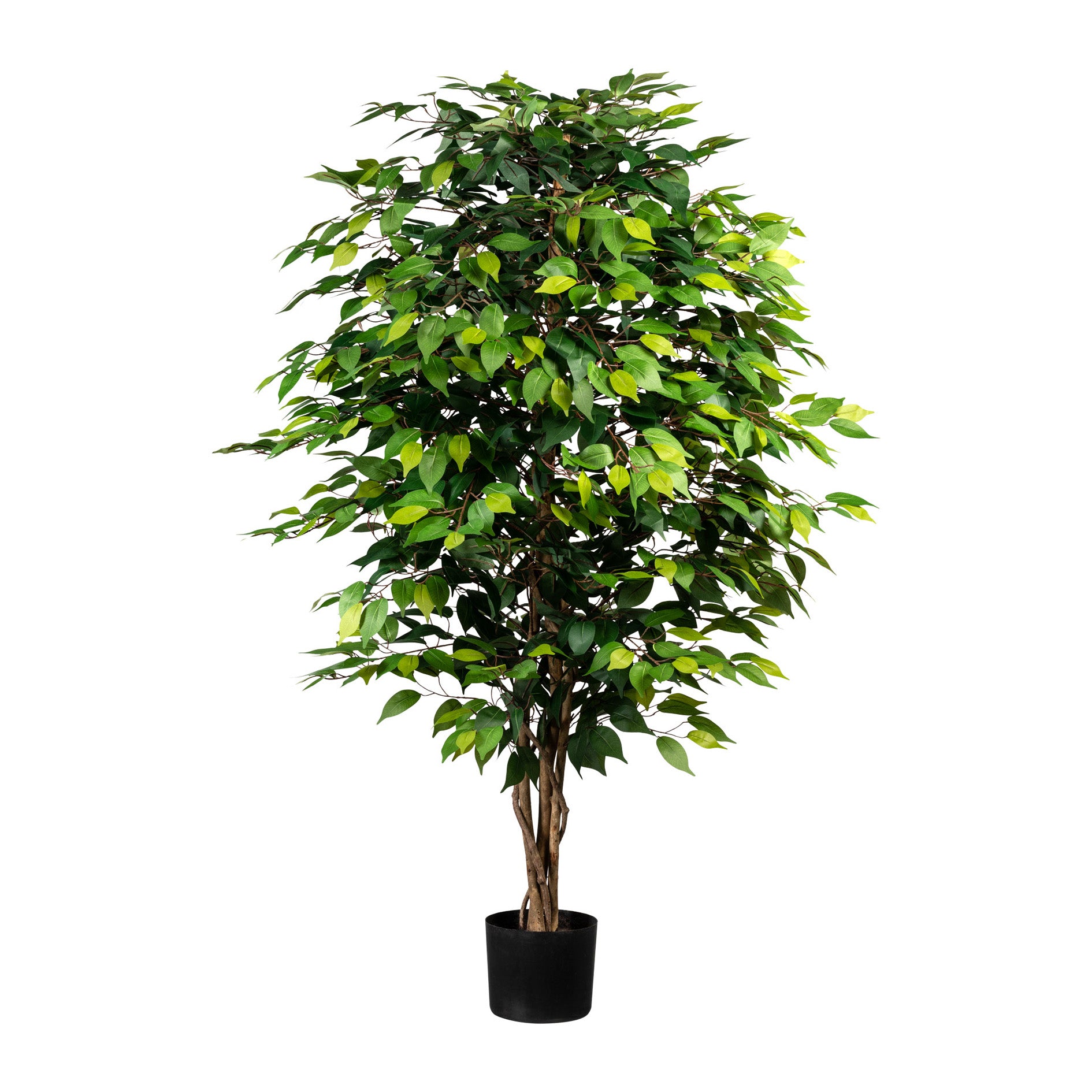 Ficus Benjamini, 150cm, gruen, Naturstamm,1764 Bl., im Topf 15x13cm