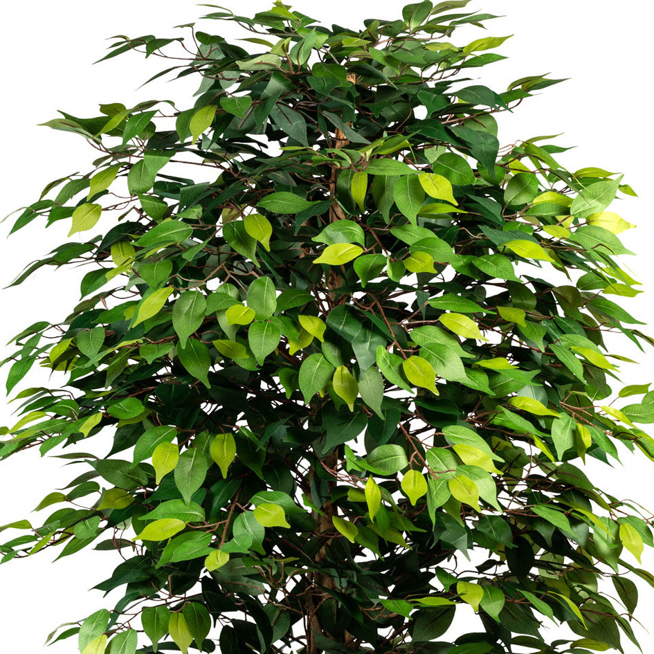 Ficus Benjamini, 150cm, gruen, Naturstamm,1764 Bl., im Topf 15x13cm