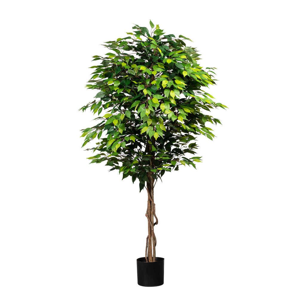 Ficus Benjamini, 180cm, gruen, Naturstamm,2016 Bl., im Topf 15x13cm