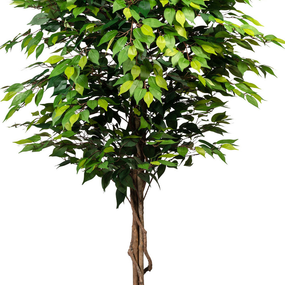 Ficus Benjamini, 180cm, gruen, Naturstamm,2016 Bl., im Topf 15x13cm