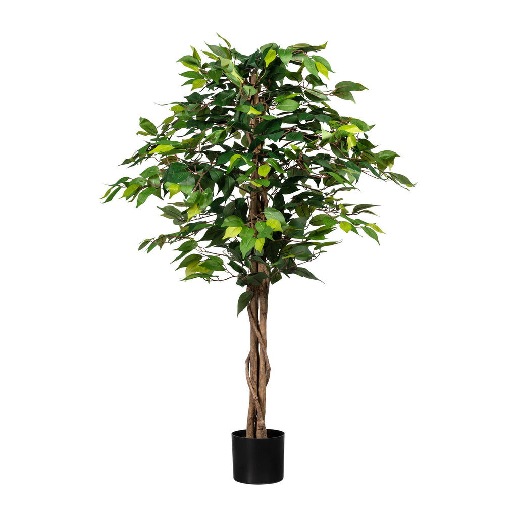 Ficus Benj., 120cm gruen, 630 Bl., Naturstamm, im Topf 14,5x12,5cm