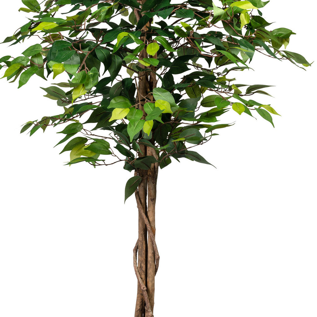 Ficus Benj., 120cm gruen, 630 Bl., Naturstamm, im Topf 14,5x12,5cm
