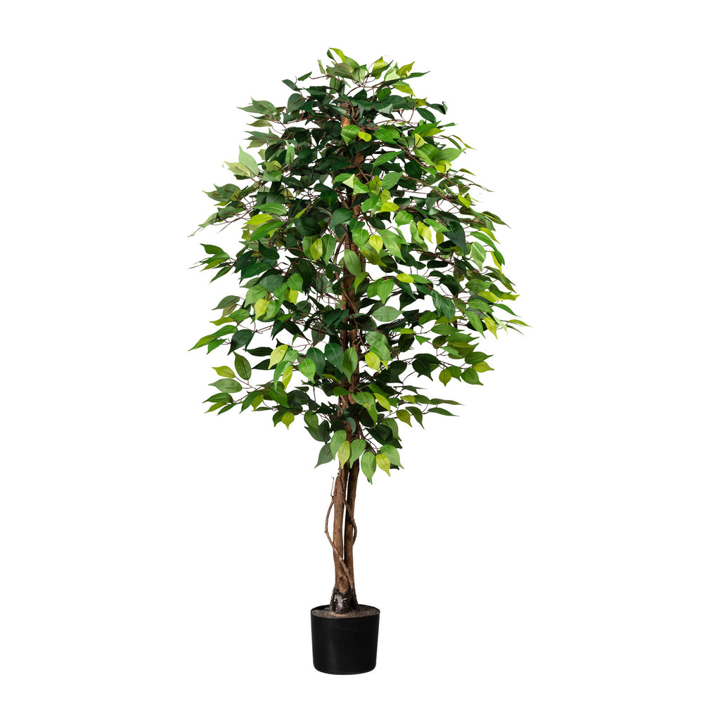 Ficus Benj., 150cm gruen, 840 Bl., Naturstamm, im Topf 16x14cm