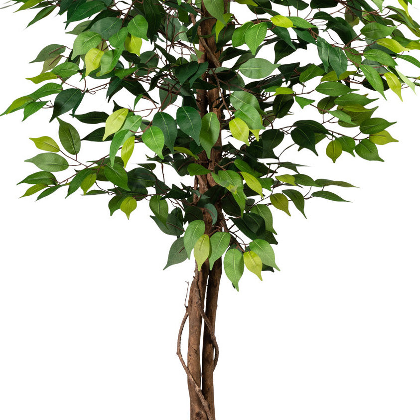 Ficus Benj., 150cm gruen, 840 Bl., Naturstamm, im Topf 16x14cm