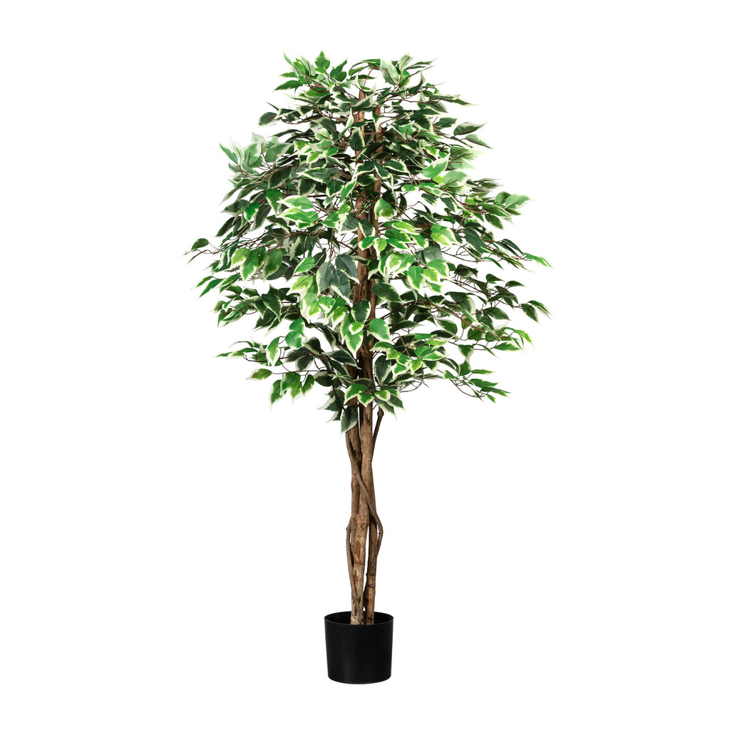 Ficus Benj., 150cm gruenweiss, 840 Bl., Naturstamm, im Topf 16x14cm