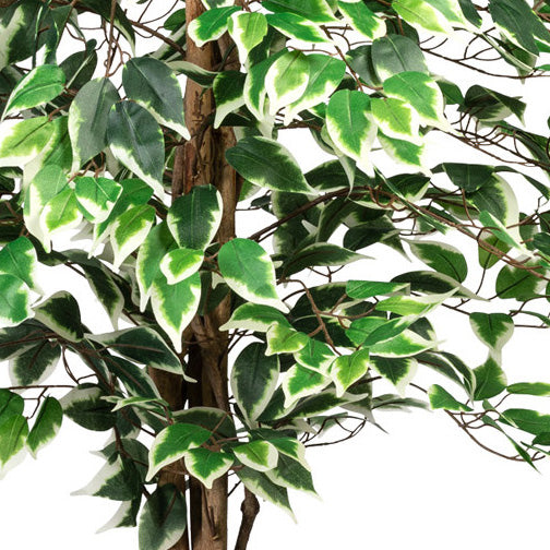 Ficus Benj., 150cm gruenweiss, 840 Bl., Naturstamm, im Topf 16x14cm