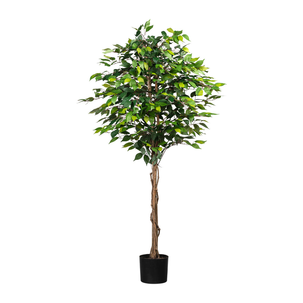 Ficus Benj., 180cm gruen, 1008 Bl., Naturstamm, im Topf 16x14cm
