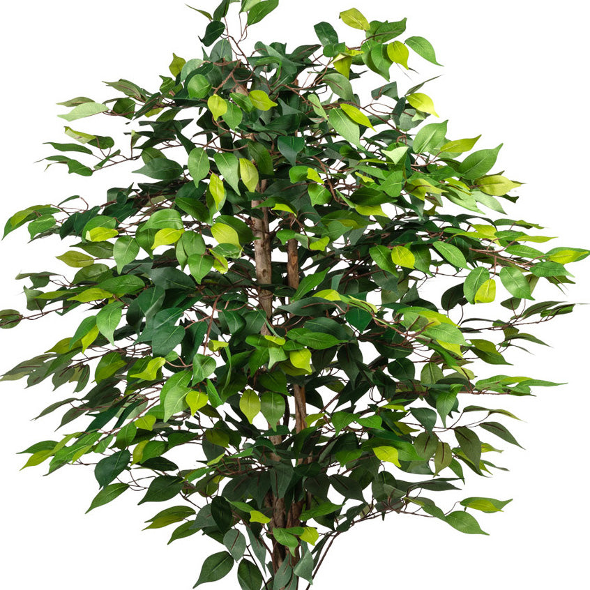 Ficus Benj., 180cm gruen, 1008 Bl., Naturstamm, im Topf 16x14cm