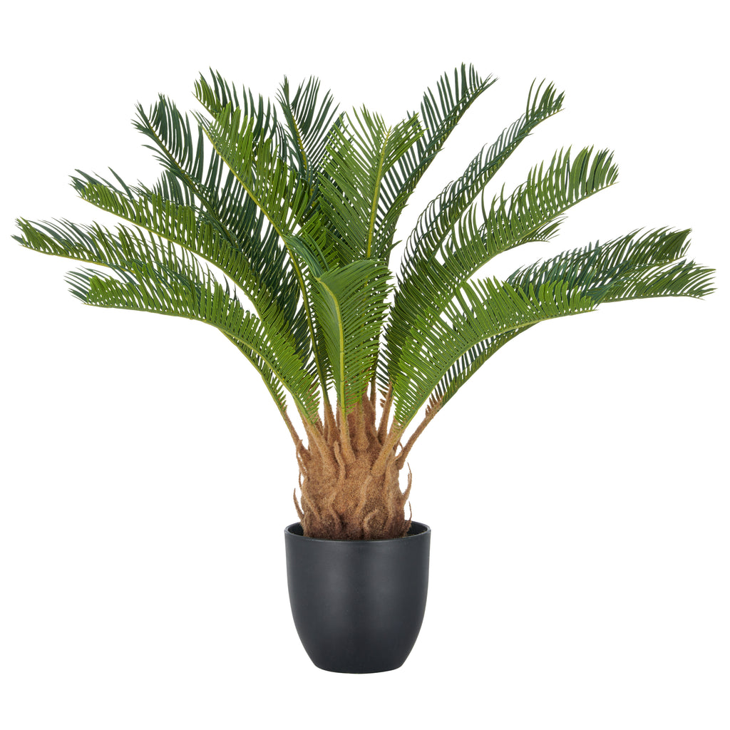 Cycaspalme x18, ca 60cm, gruen, im Kunststofftopf 15x13cm, mit Erde