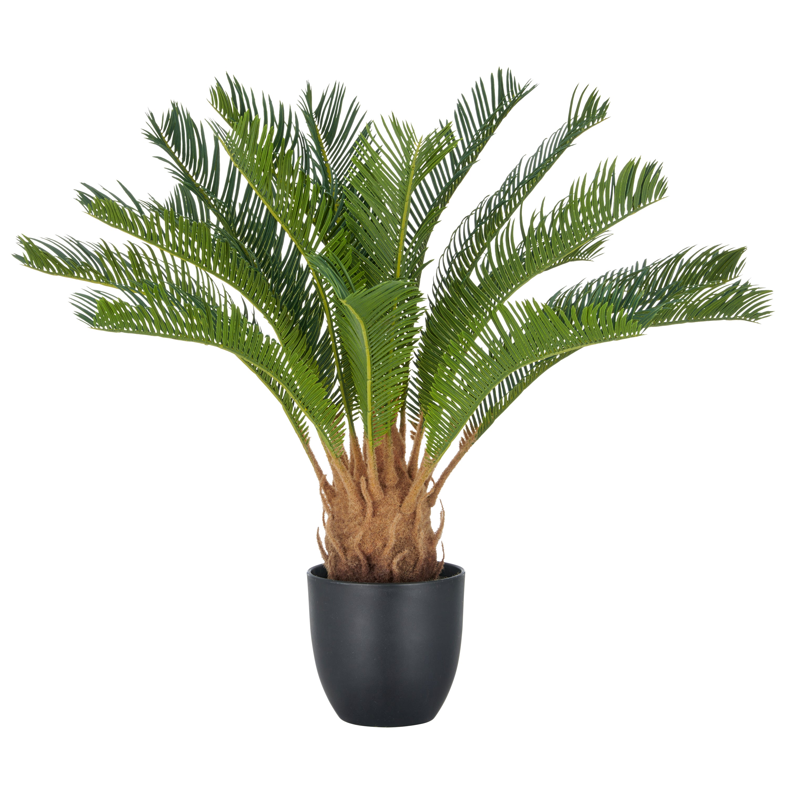 Cycaspalme x18, ca 60cm, gruen, im Kunststofftopf 15x13cm, mit Erde