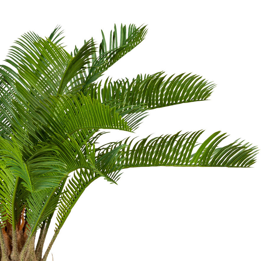 Cycaspalme x18, ca 60cm, gruen, im Kunststofftopf 15x13cm, mit Erde