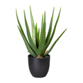 Aloe x16, ca 47cm, gruen, im Kunststofftopf 13,5x13cm, m.Erde