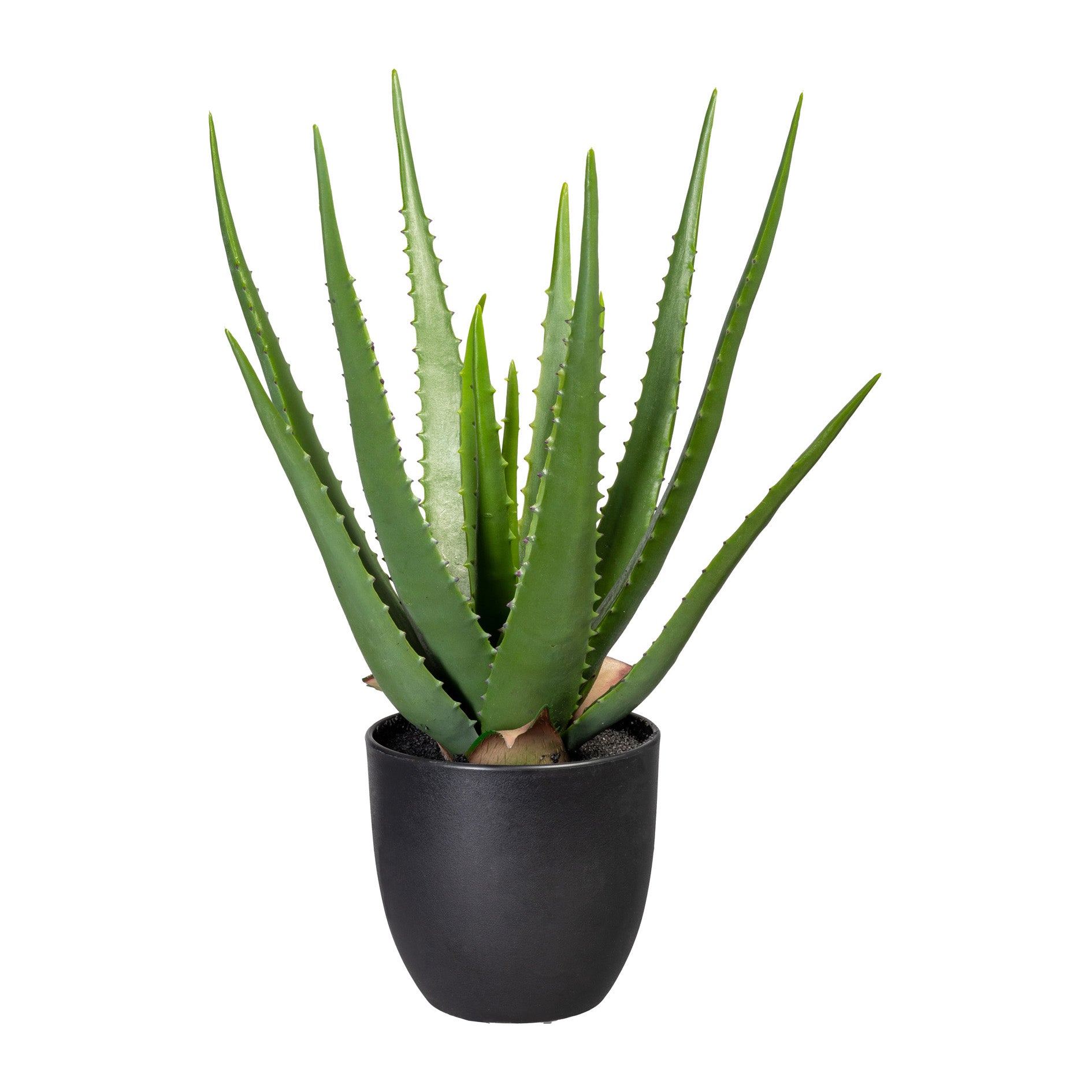 Aloe x16, ca 47cm, gruen, im Kunststofftopf 13,5x13cm, m.Erde