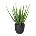 Aloe x17, ca 55cm, gruen, im Kunststofftopf 17,5x16,5cm, m.Erde