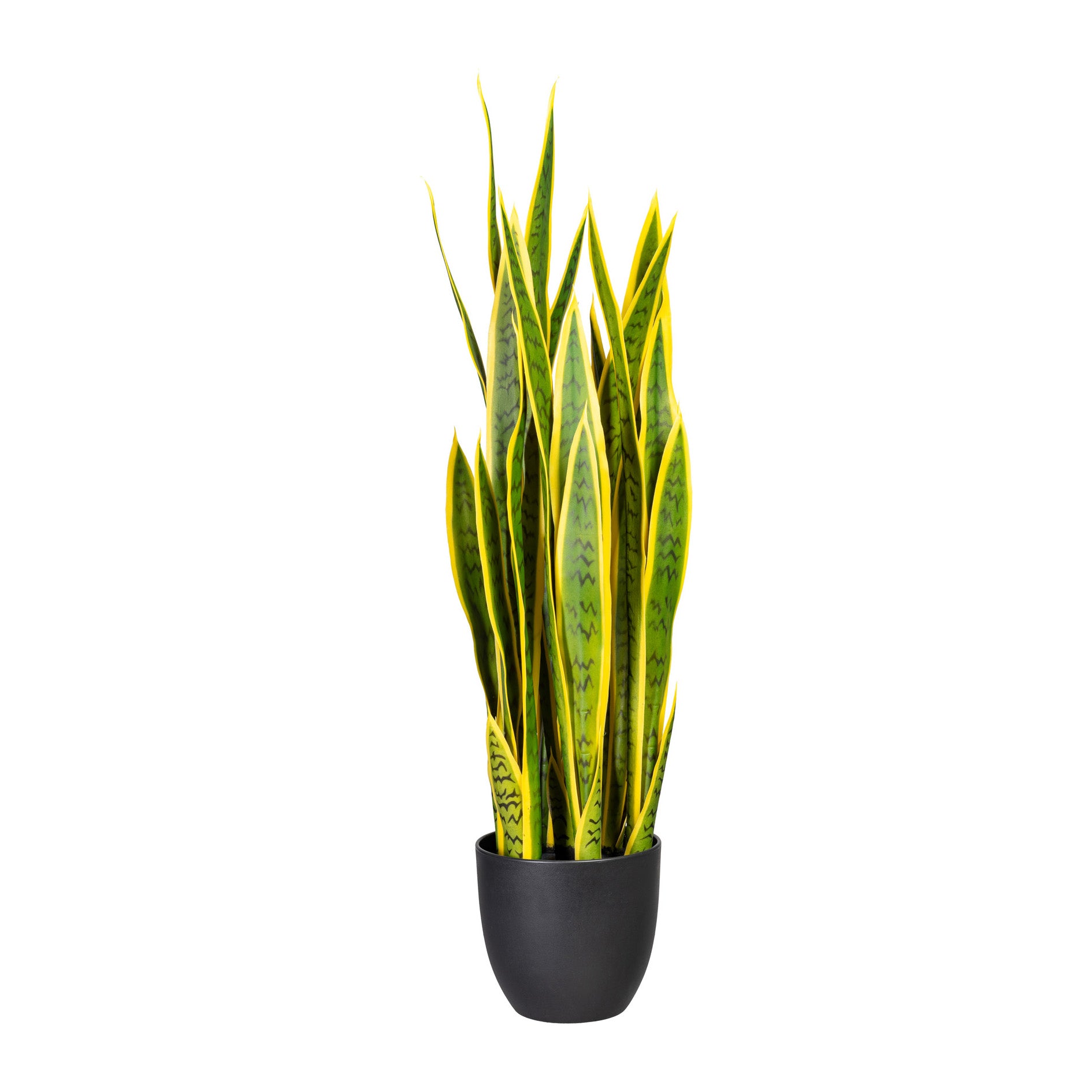 Sansevieria x29, ca 90cm, gruengelb, im Kunststofftopf 17,5x16,5cm, m.Erde