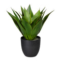 Agave x17, ca 36cm, gruen, im Kunststofftopf 13,5x13cm, m.Erde