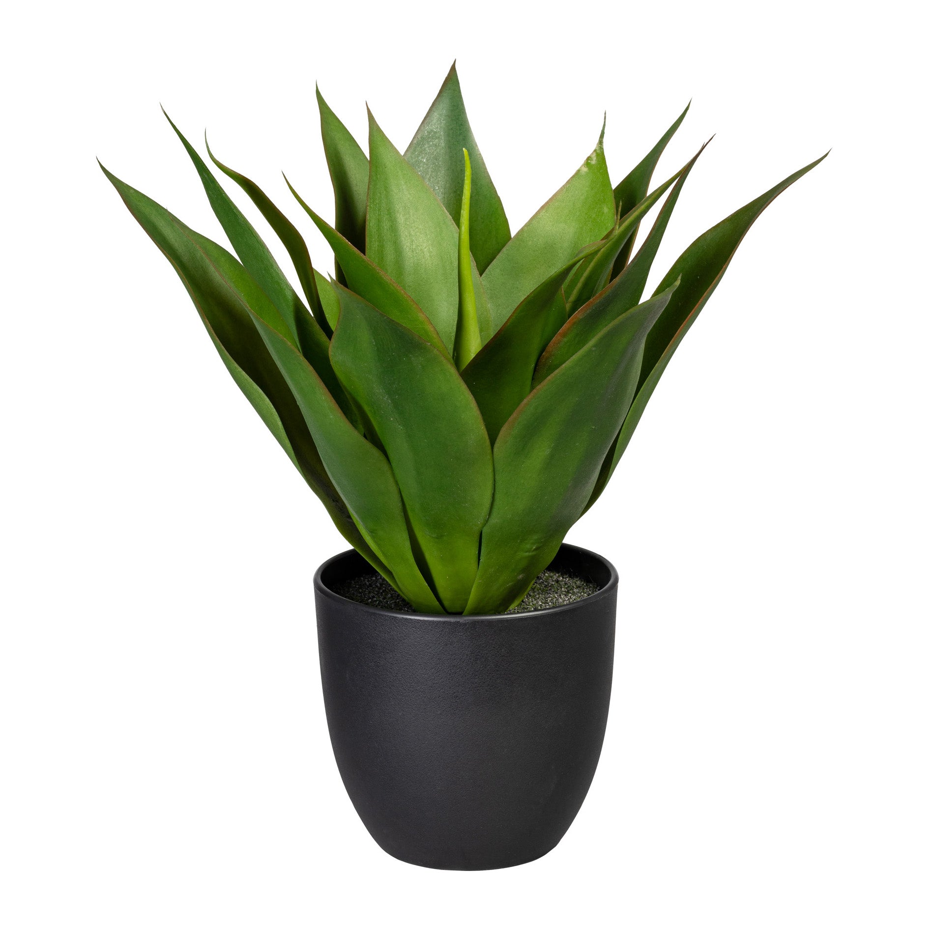 Agave x17, ca 36cm, gruen, im Kunststofftopf 13,5x13cm, m.Erde