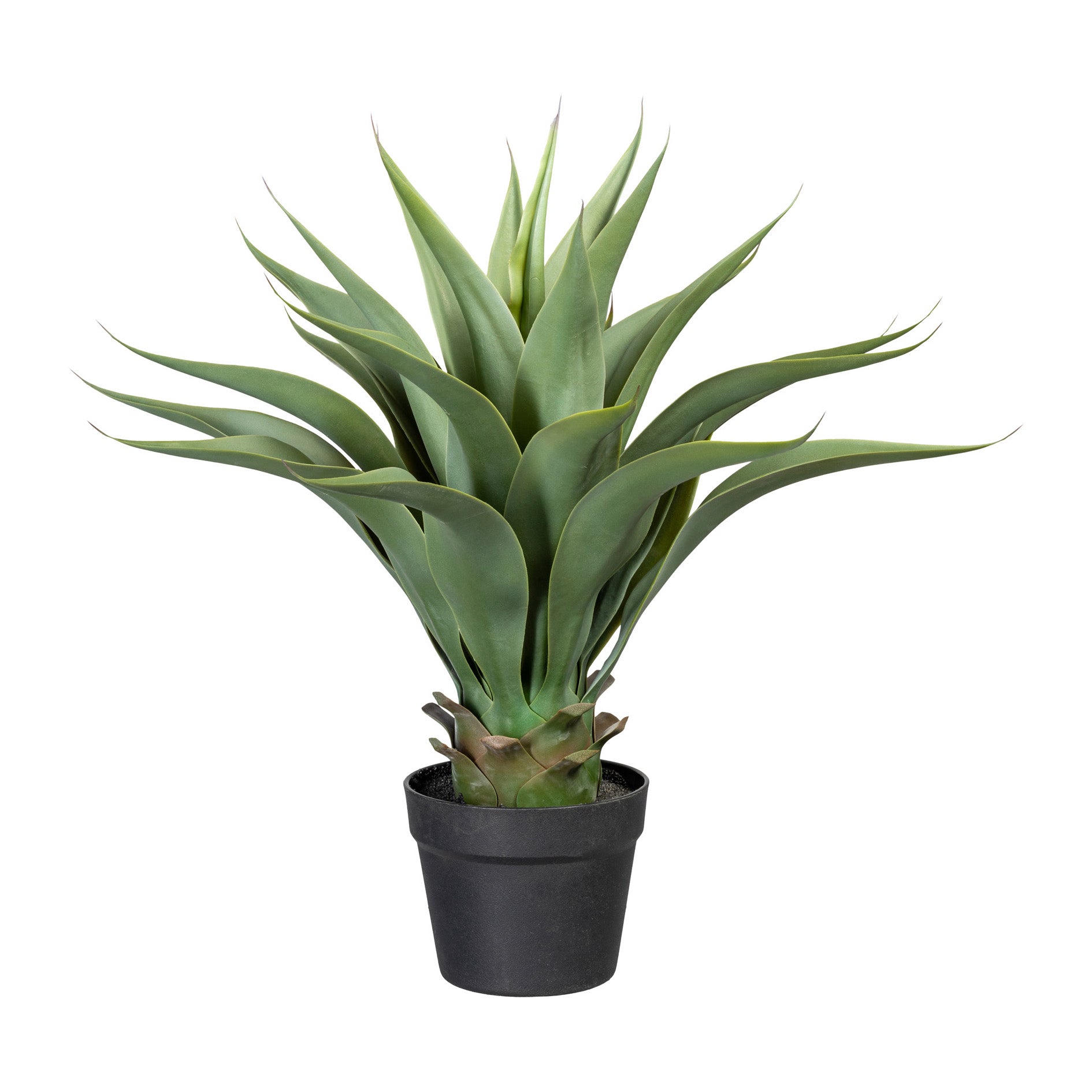 Agave x25, ca 57cm graugruen, im Kunststofftopf 15x13cm, m.Erde