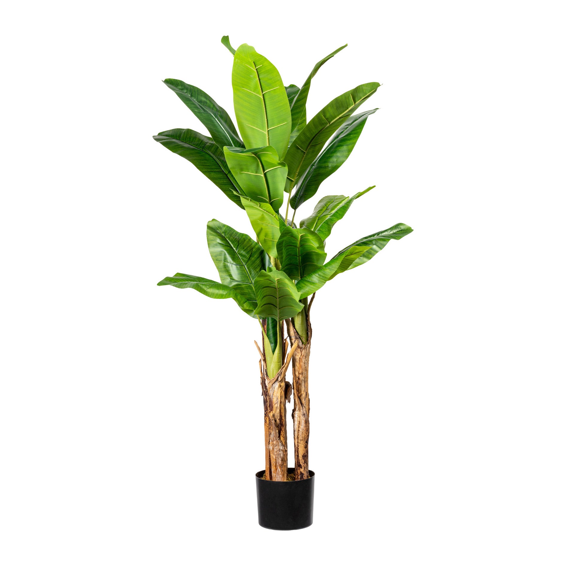 Bananenpflanze x3, 21 Bl. ca 150cm, im Kunststofftopf 19x16cm, m.Erde
