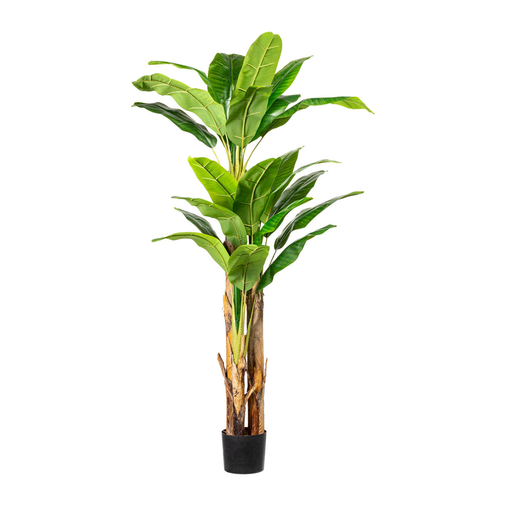 Bananenpflanze x3, 25 Bl. ca 180cm, im Kunststofftopf 19x16cm, m.Erde