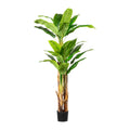 Bananenpflanze x3, 25 Bl. ca 180cm, im Kunststofftopf 19x16cm, m.Erde