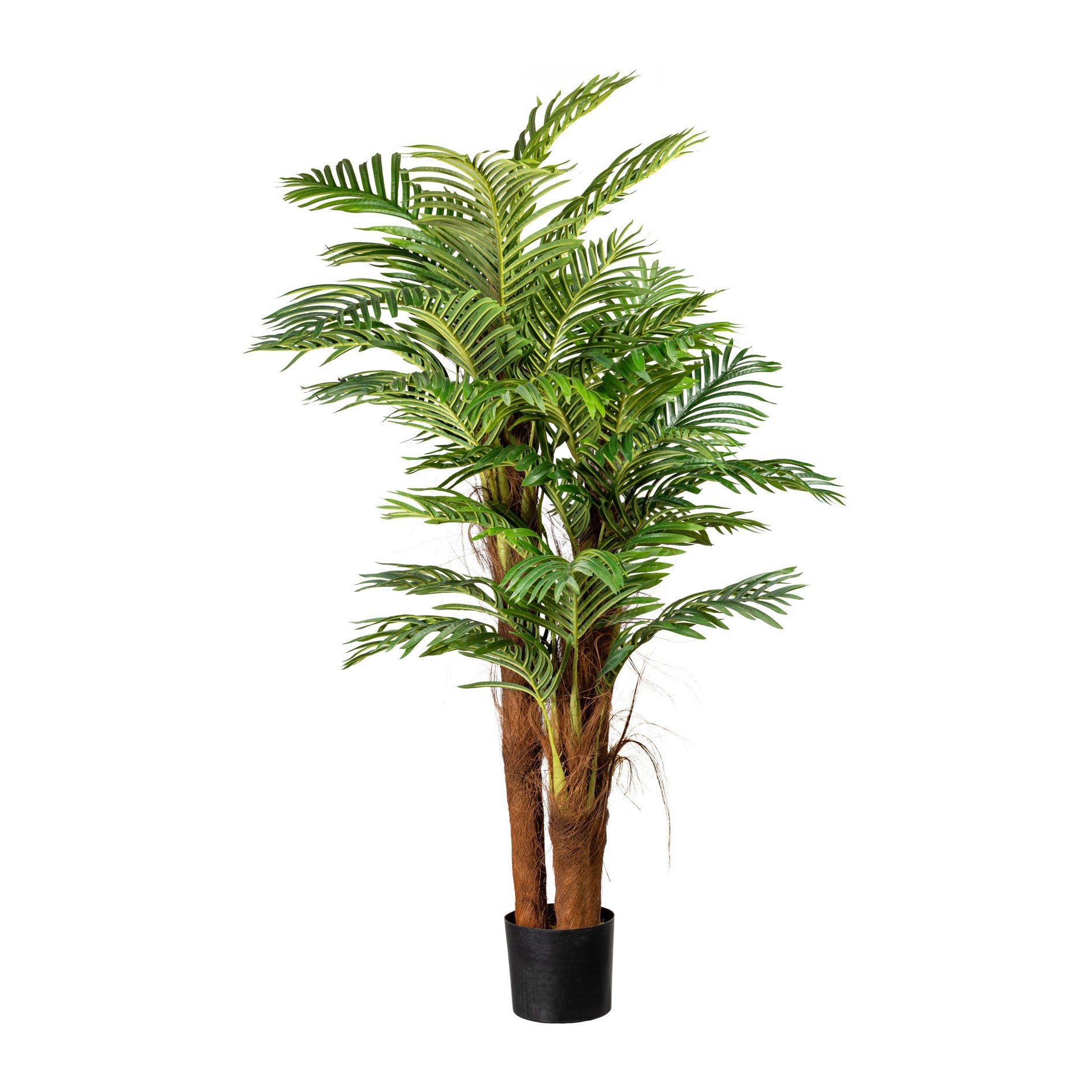 Arecapalme x3, Cocosstamm, ca 160cm, 27 Wedel, im Kunststofftopf 19x16cm mit Erde