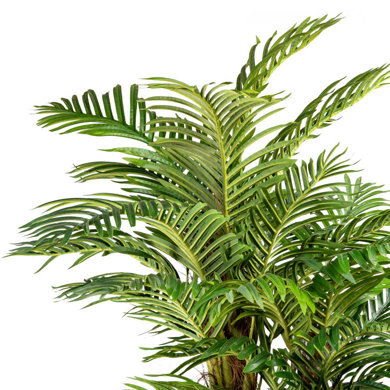 Arecapalme x3, Cocosstamm, ca 160cm, 27 Wedel, im Kunststofftopf 19x16cm mit Erde