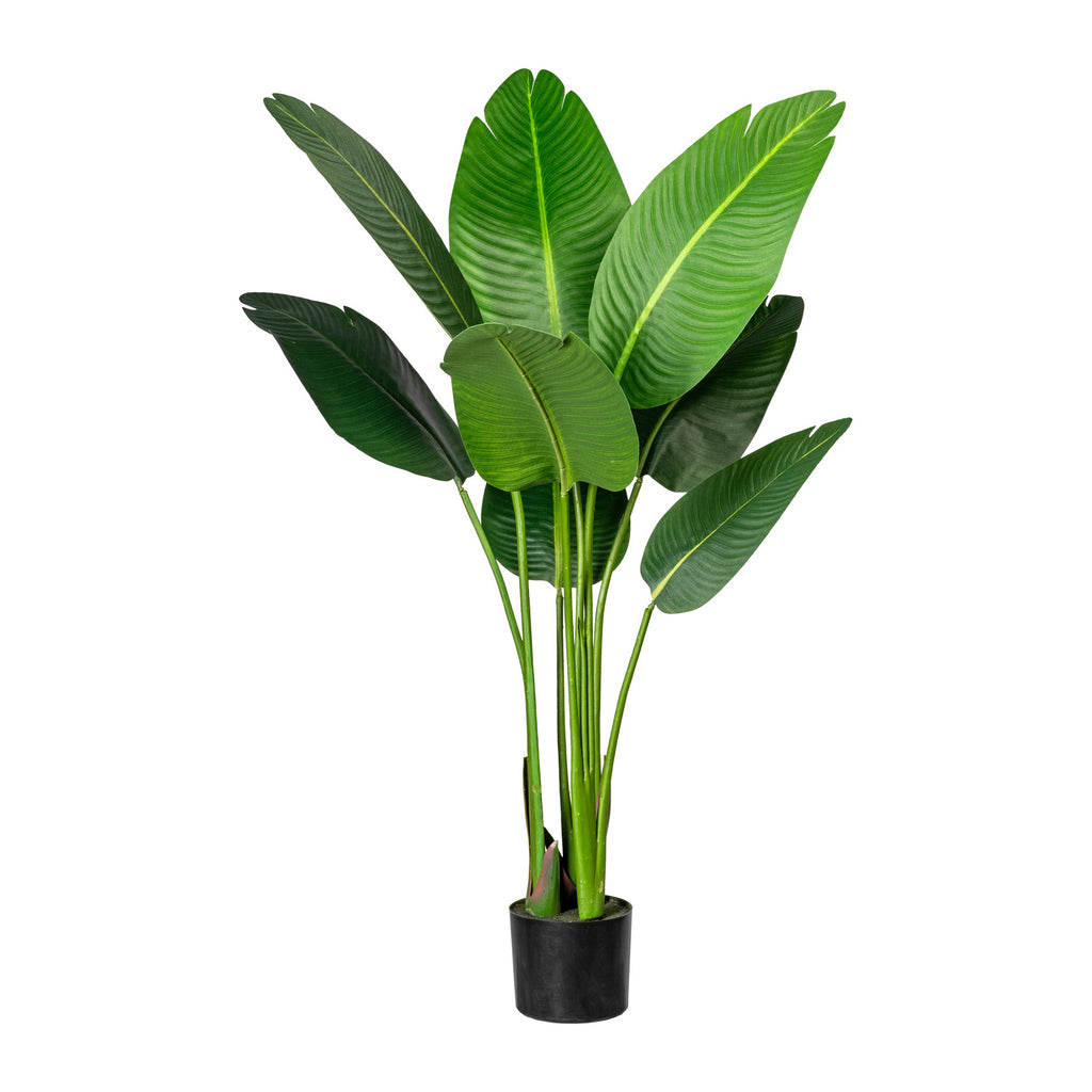 Strelitzia nicolai x8 Bl. ca 120cm, im Kunststofftopf 15x13cm, m.Erde