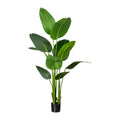 Strelitzia nicolai x10 Bl. ca 160cm, im Kunststofftopf 15x13cm, m.Erde