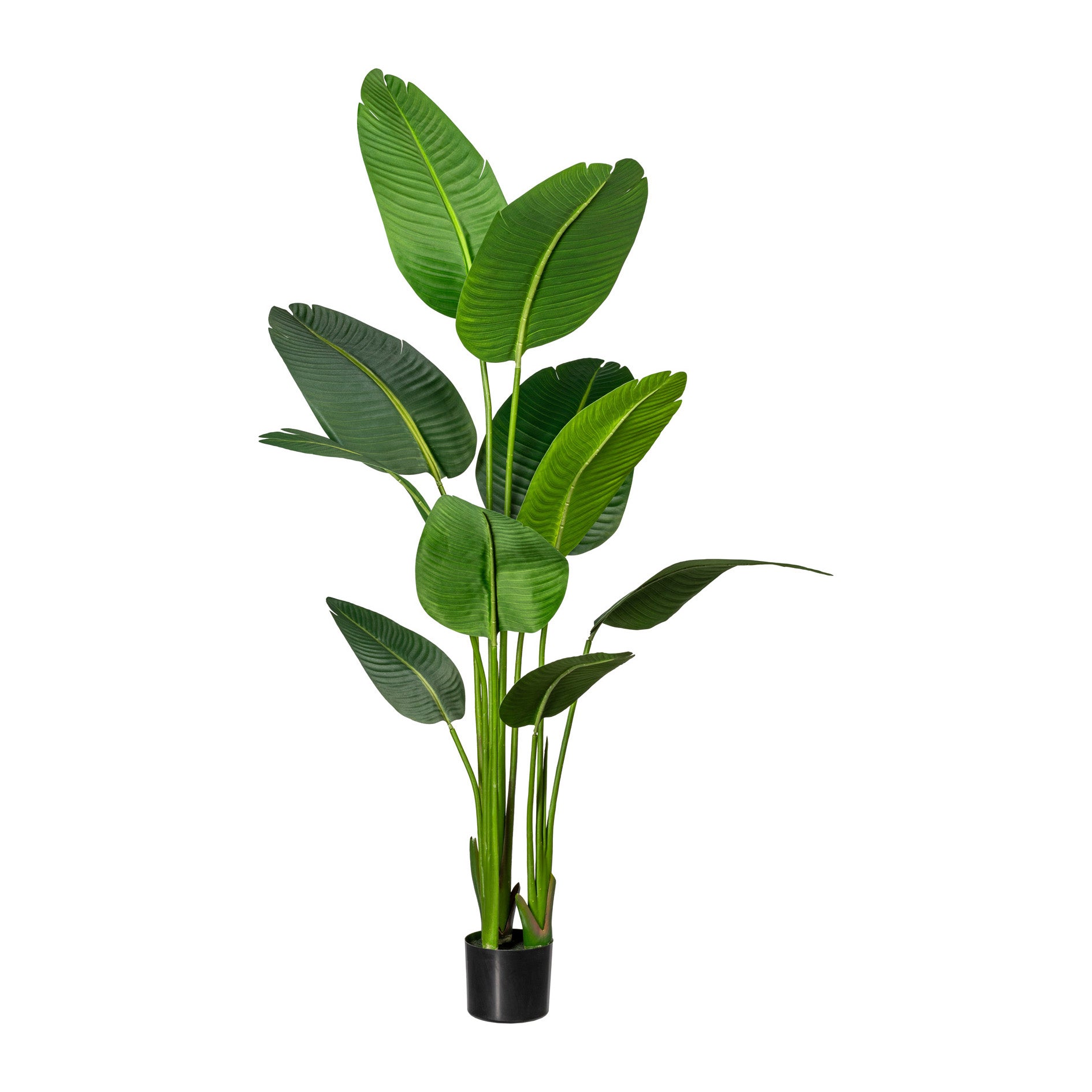 Strelitzia nicolai x10 Bl. ca 160cm, im Kunststofftopf 15x13cm, m.Erde