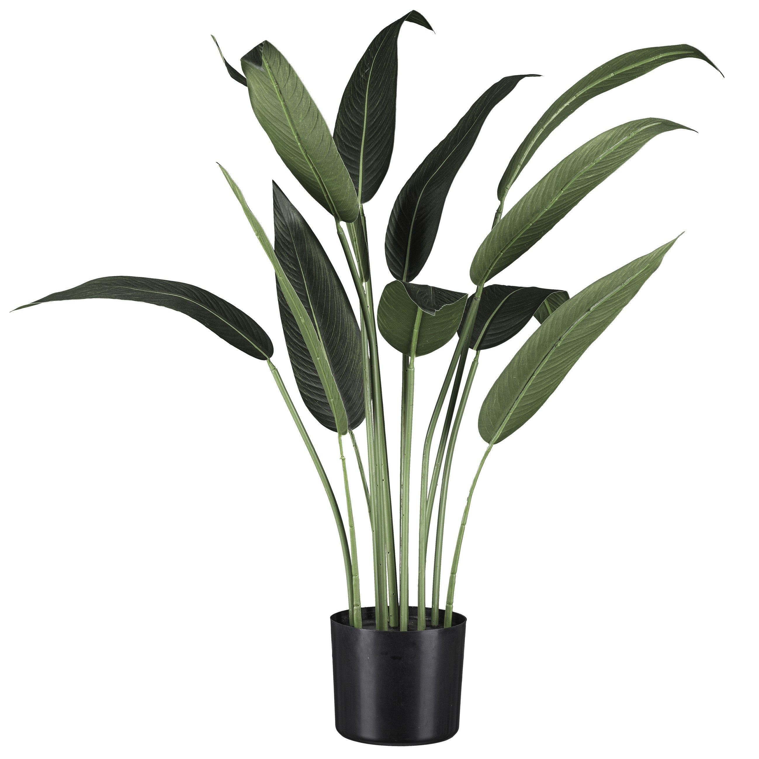 Wassercanna x12 Bl., ca 90cm, im schwarzen Kunststofftopf mit Erde
