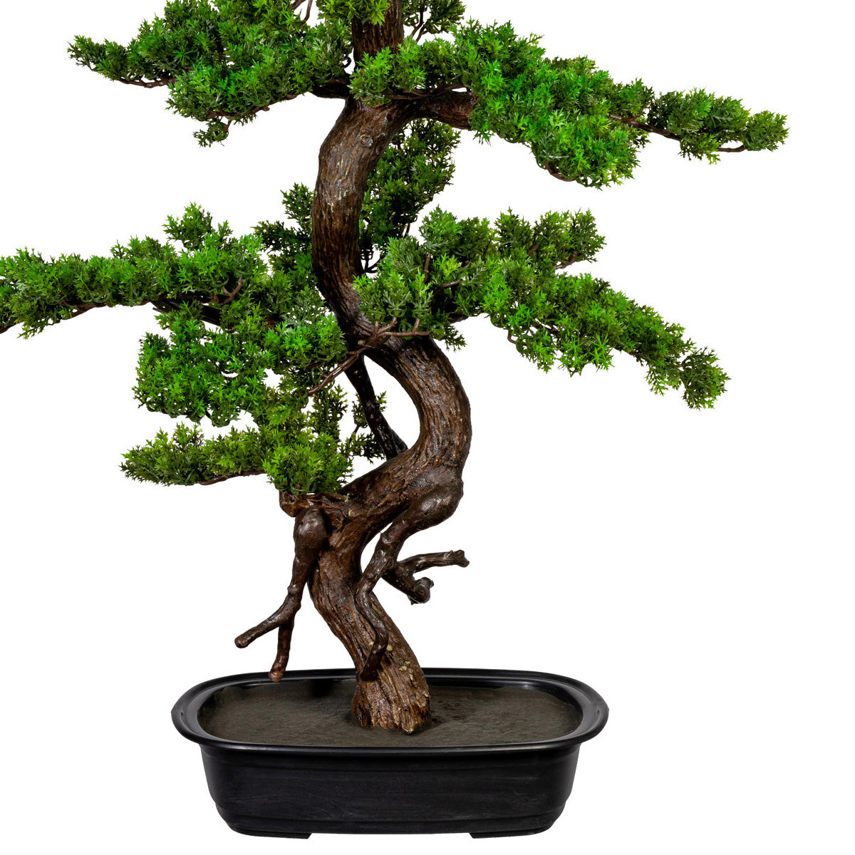 Bonsai Myrte, ca 85x55cm, in schwarzer Kunststoffschale 33x22x8cm