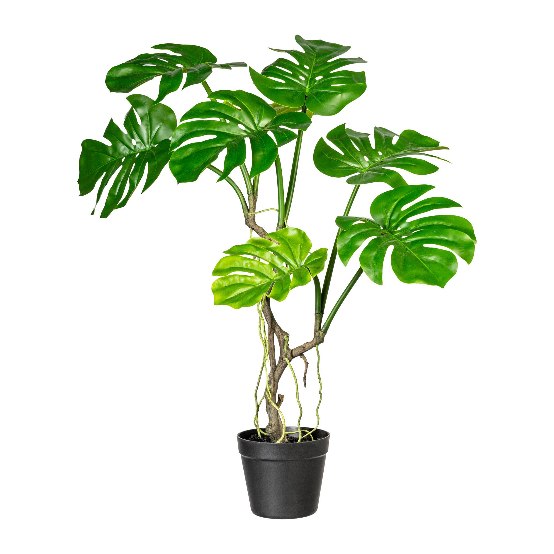 Splitphilodendron x8 Blaetter, ca 75cm, im Kunststofftopf 15x13cm m. Erde, Kunststoff, PU-Stamm