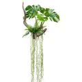 Splitphilodendron x5 Bl.m. Drahthaenger, auf Wurzel 50x50/160cm, mit Farn und Luftwurzeln