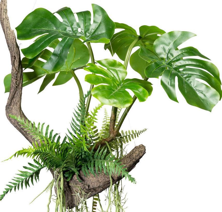 Splitphilodendron x5 Bl.m. Drahthaenger, auf Wurzel 50x50/160cm, mit Farn und Luftwurzeln