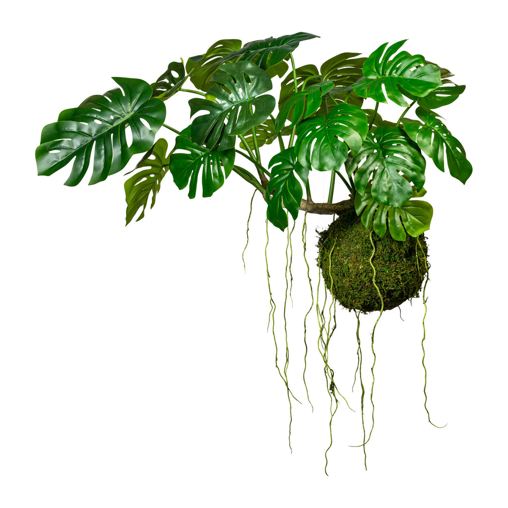 Splitphilodendron x19 Bl., ca. 80x120cm, Drahthaenger, auf Mooskugel 28cm