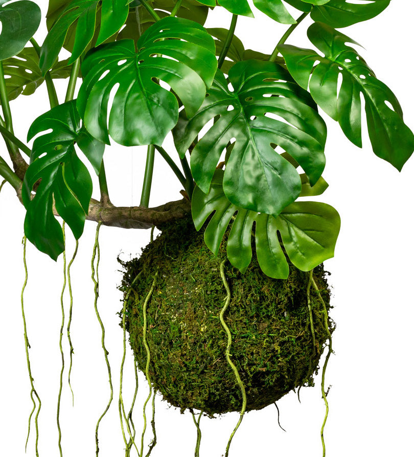 Splitphilodendron x19 Bl., ca. 80x120cm, Drahthaenger, auf Mooskugel 28cm
