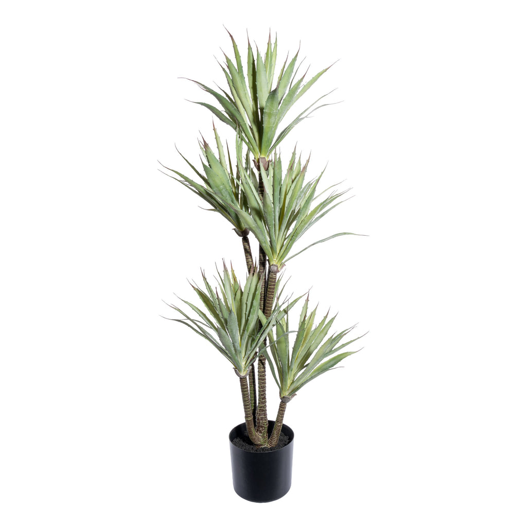 Agave x8, ca 110cm im schwarzen Kunststofftopf 17x14,5cm mit Erde