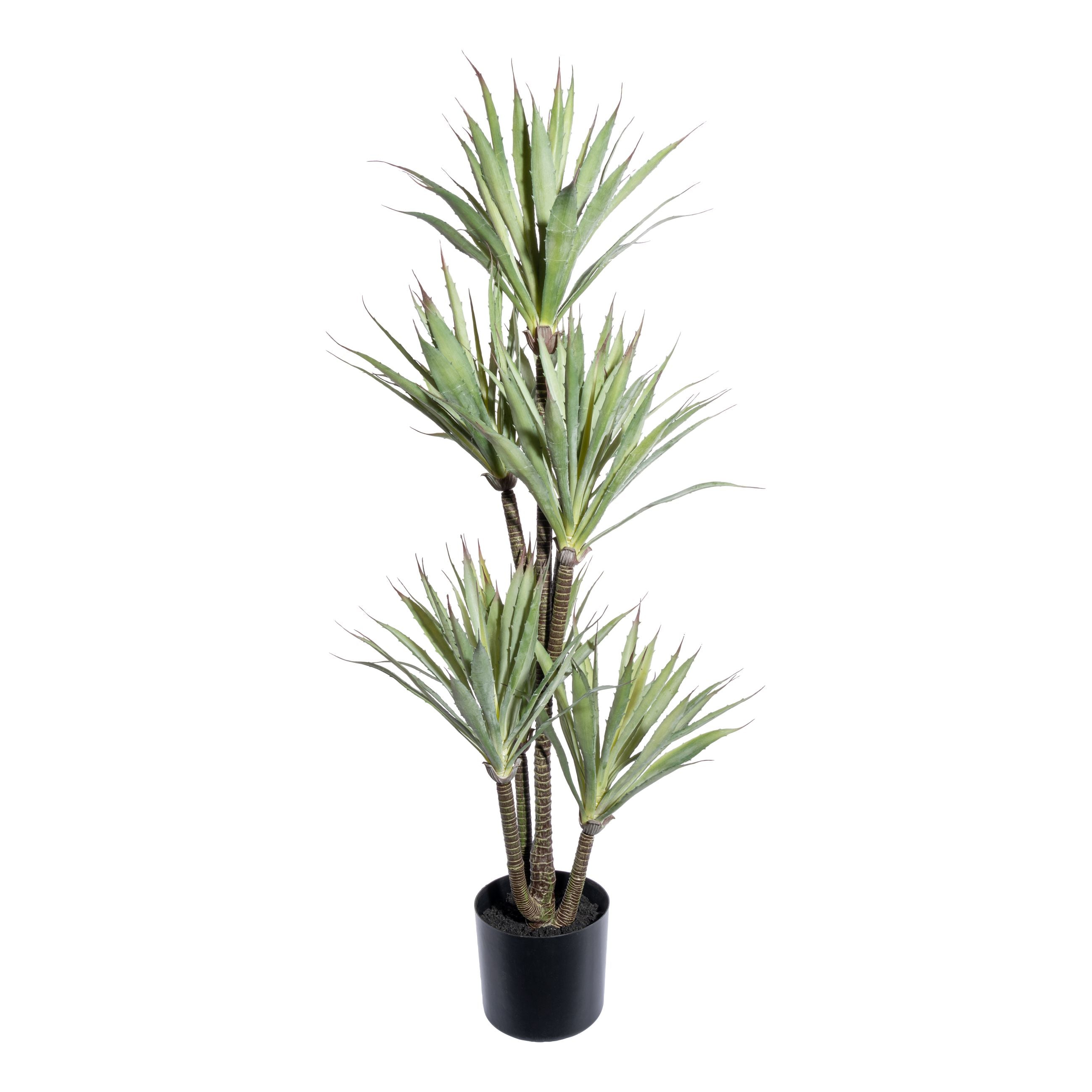 Agave x8, ca 110cm im schwarzen Kunststofftopf 17x14,5cm mit Erde
