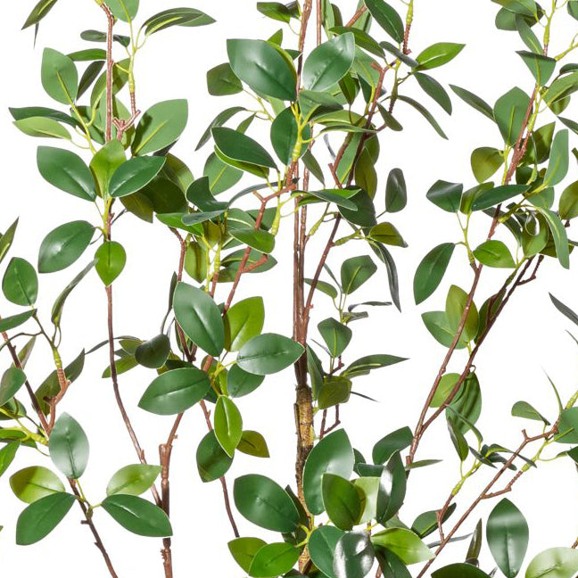 Ficus ginseng x2,ca 130cm; PU-Stamm im Kunststofftopf 15x12,5cm, mit Erde