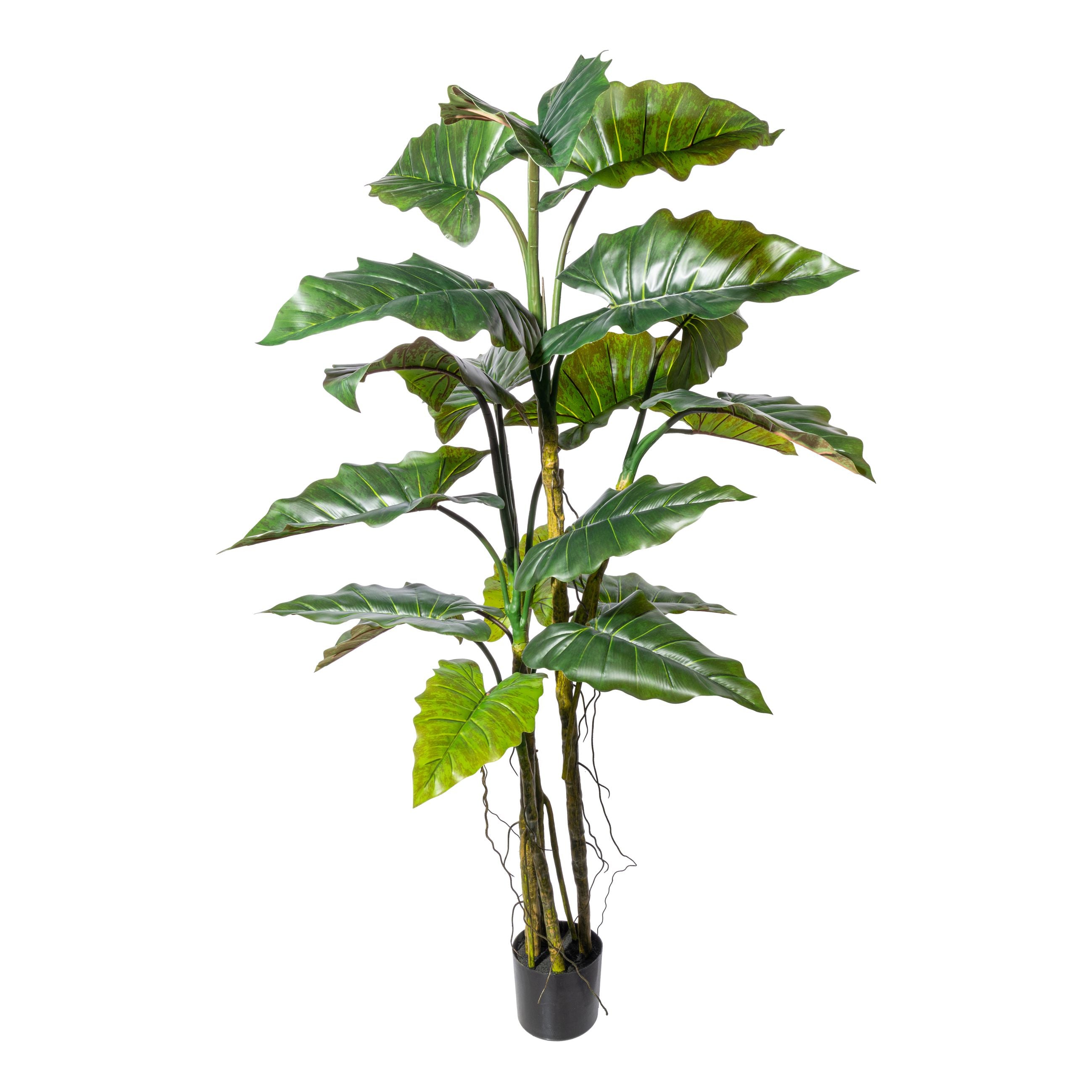 Colocasia x19 Blaetter, ca 180cm gruen, PU-Stamm im Kunststofftopf 16,5x14,5cm schwarz, mit Erde