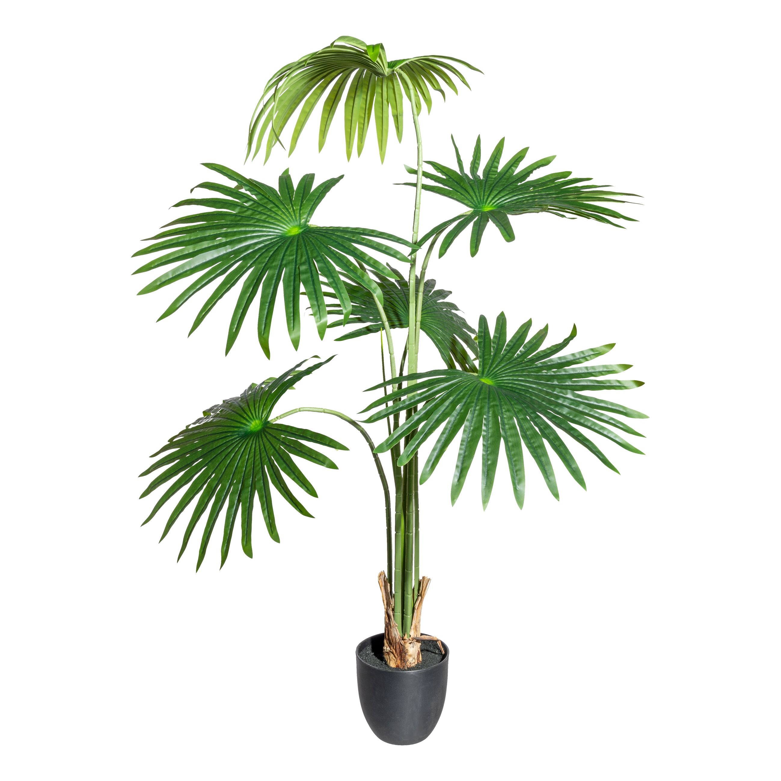 Washingtonia x6 Blaetter, ca 120cm gruen,im Kunststofftopf 15,5x14,5cm,schwarz, mit Erde