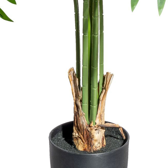 Washingtonia x6 Blaetter, ca 120cm gruen,im Kunststofftopf 15,5x14,5cm,schwarz, mit Erde