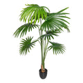 Washingtonia x8 Blaetter, ca 150cm gruen,im Kunststofftopf 15,5x14,5cm,schwarz, mit Erde