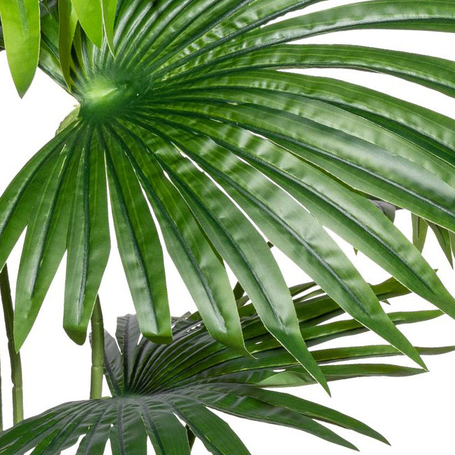 Washingtonia x8 Blaetter, ca 150cm gruen,im Kunststofftopf 15,5x14,5cm,schwarz, mit Erde