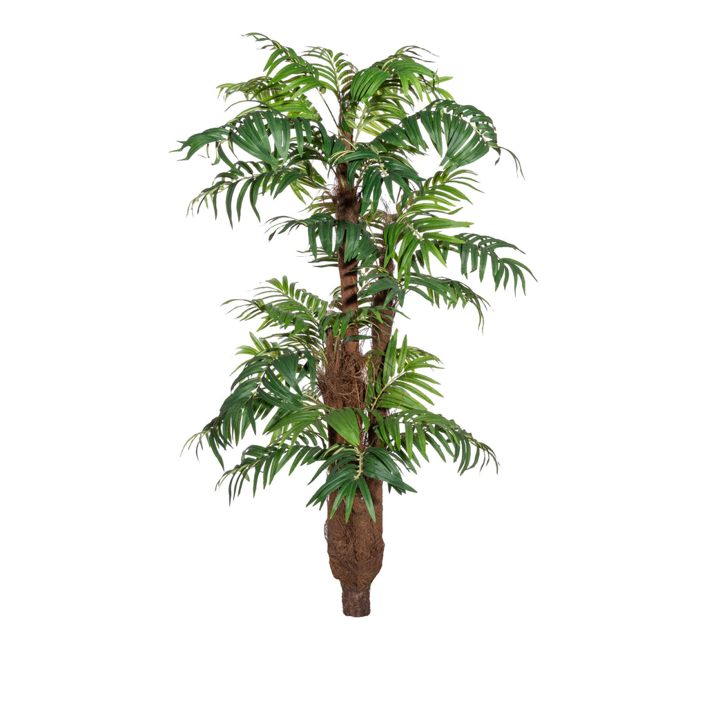 Arecapalme x5, ca 150cm, gruen, m. Cocos